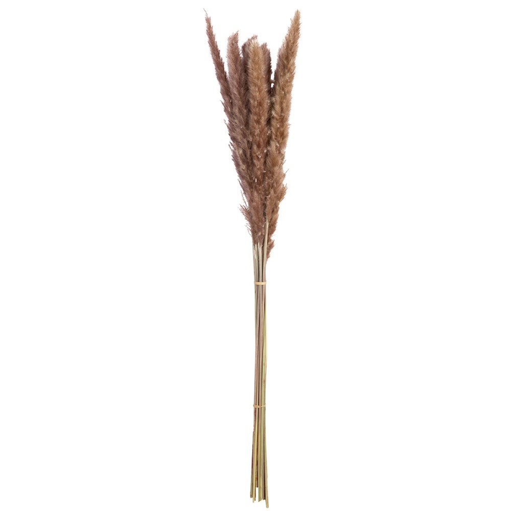 Δέσμη Pampas Grass Sinthetical Brown ?X?X70Cm N/A