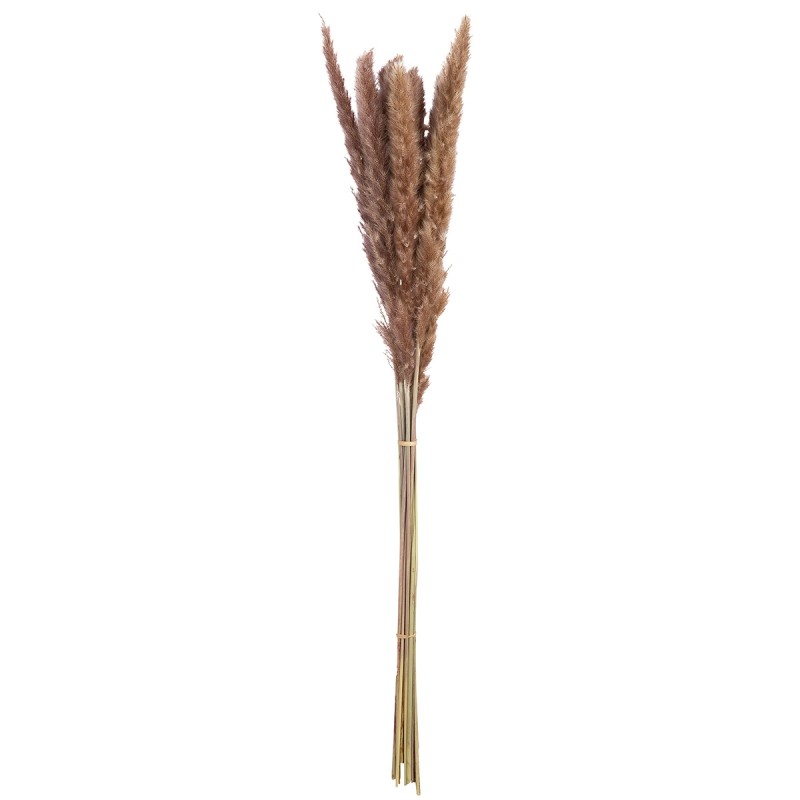 Δέσμη Pampas Grass Sinthetical Brown ?X?X70Cm N/A