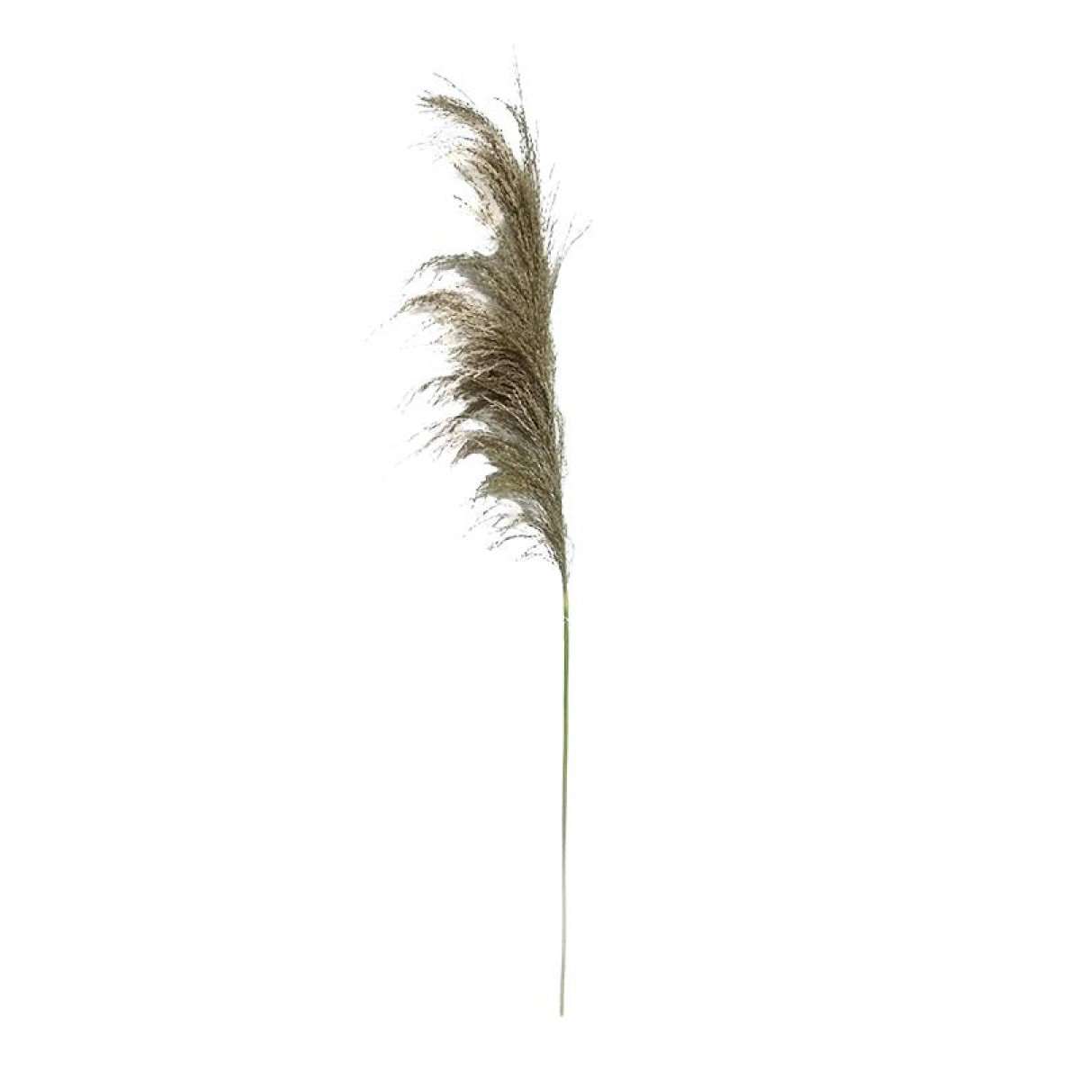 ΔΙΑΚΟΣΜΗΤΙΚΟ ΛΟΥΛΟΥΔΙ PAMPAS GRASS Fylliana 6977 ΚΑΦΕ ΧΡΩΜΑ 6x6x120εκ