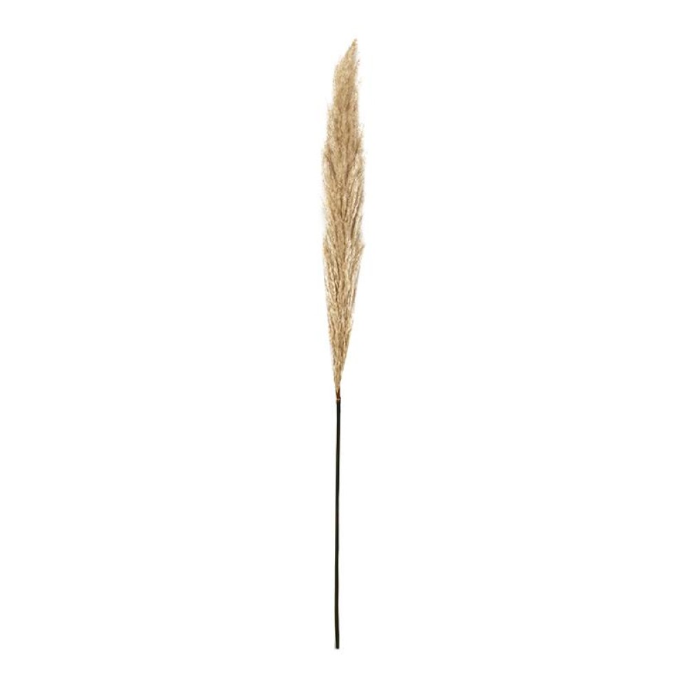 ΔΙΑΚΟΣΜΗΤΙΚΟ ΛΟΥΛΟΥΔΙ PAMPAS GRASS Fylliana 9573 ΜΠΕΖ ΧΡΩΜΑ 9x9x120εκ